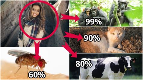 which animals are most similar to human trials